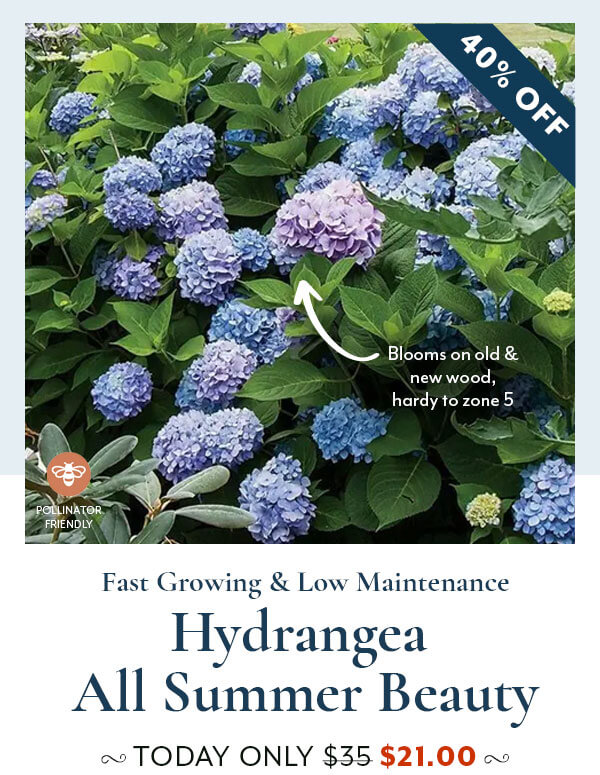 Hydrangea All Summer Beauty