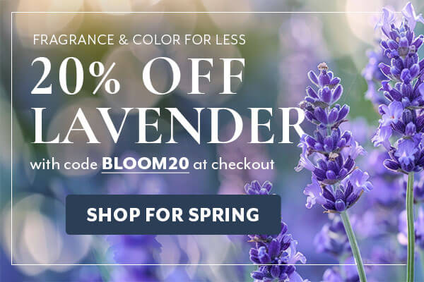 Lavender Sale