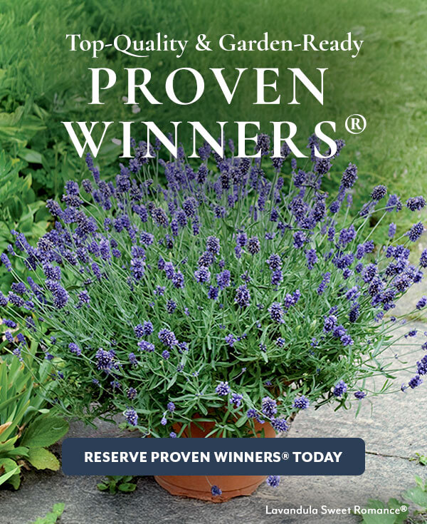 Proven Winners® Perennials