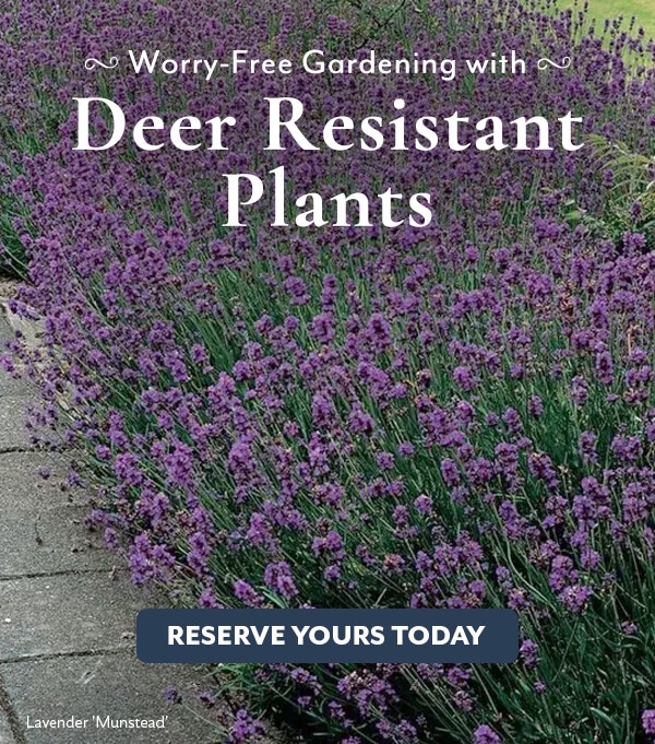 Deer Resistant Plants