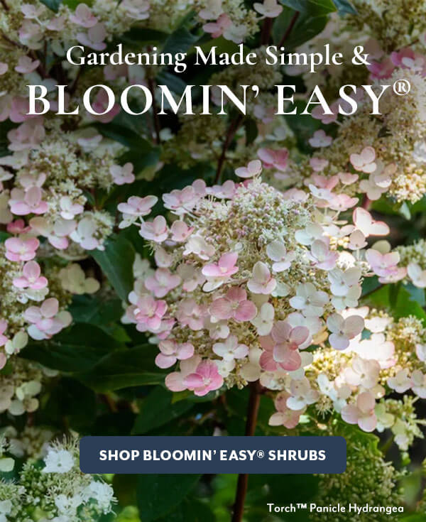 Bloomin' Easy® Shrubs