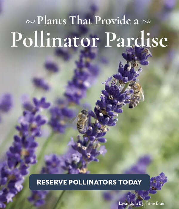 Pollinator Paradise with Butterfly Garden