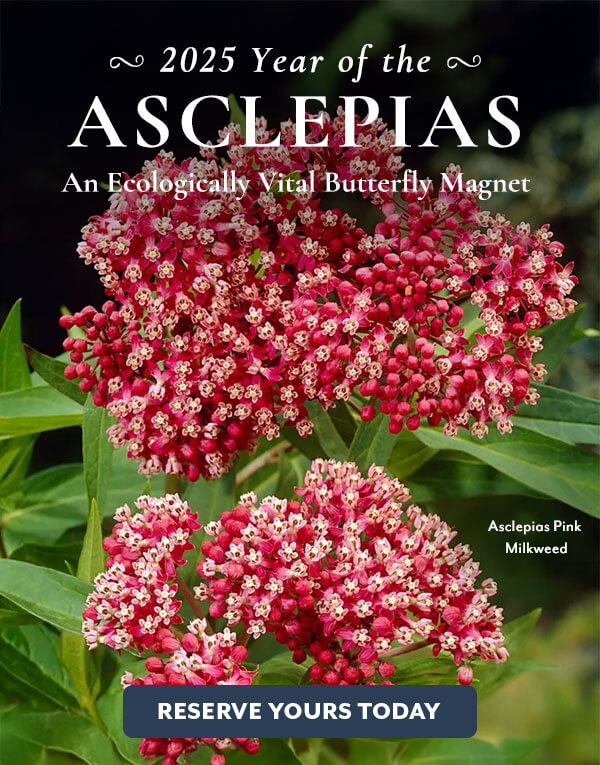 Asclepias