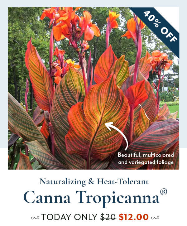 Canna Tropicana