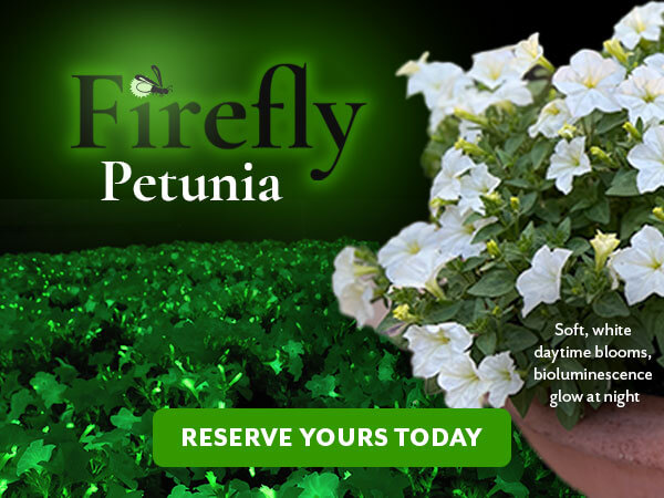 Firefly Petunia