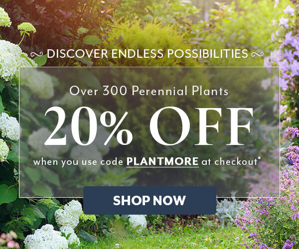 PLANTMORE Sale