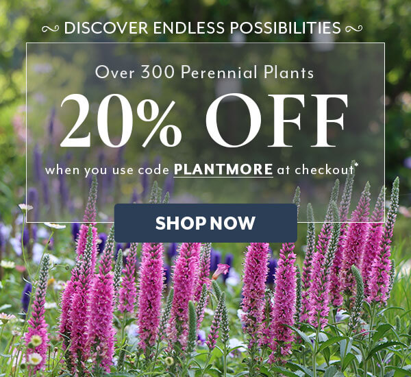 PLANTMORE Sale