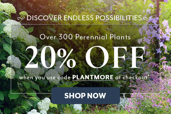 PLANTMORE sale