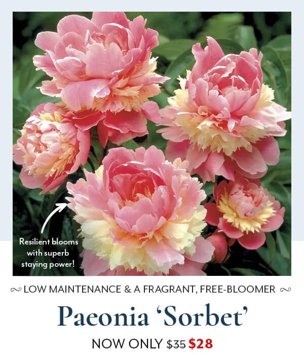 Paeonia 'Sorbet'