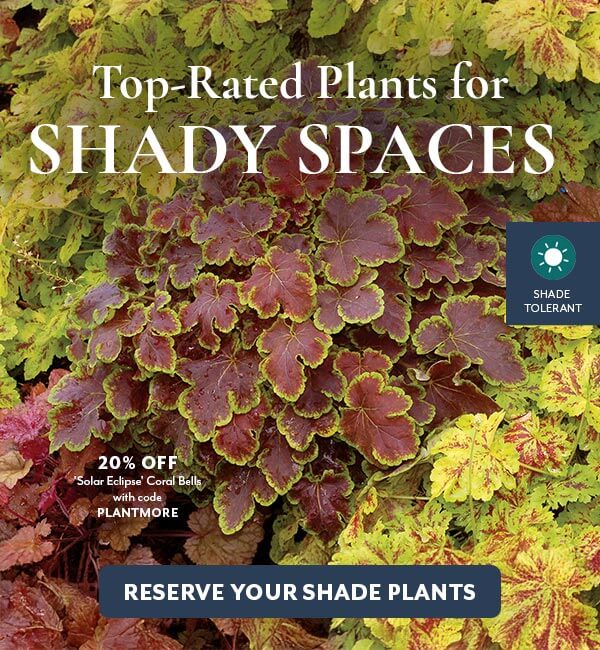 Top-Rated Shade Plants