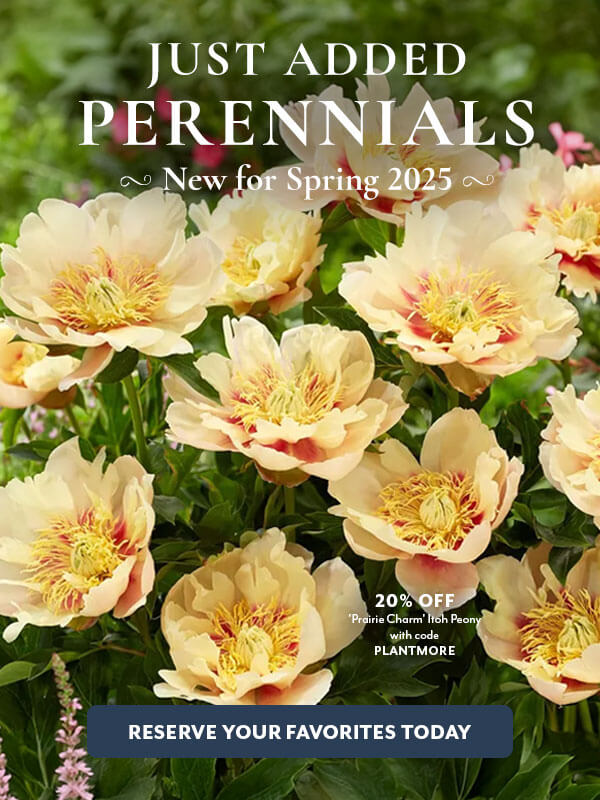 New 2024 Collection: New Perennials for Spring!