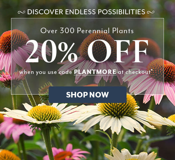 PLANTMORE Sale