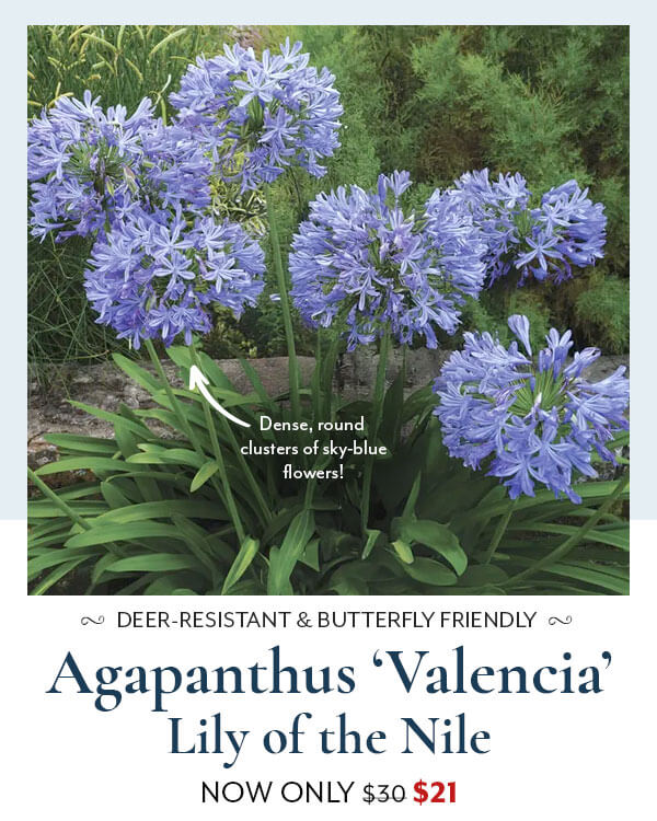 Agapanthus 'Valencia'