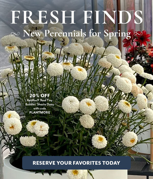 New 2025 Collection: New Perennials for Spring!