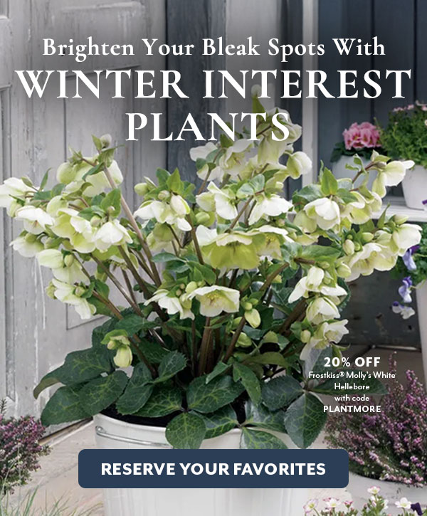 Plants with Winter Interest