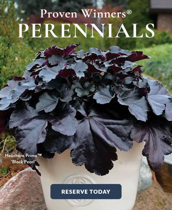 Proven Winners® Perennials