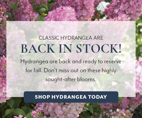 Hydrangea are back in stock