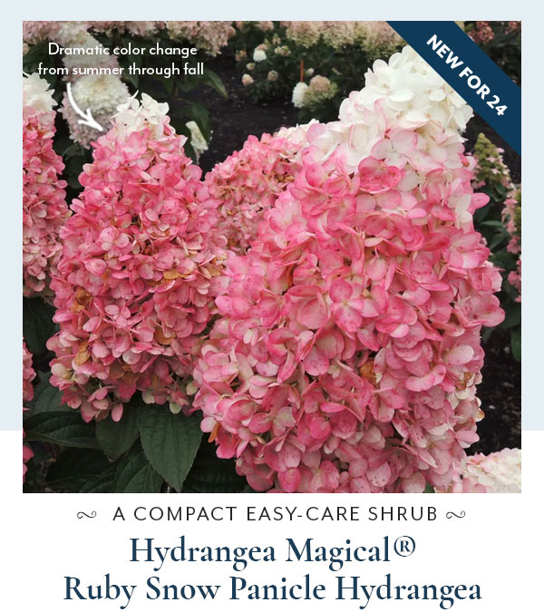 Hydrangea Magical Ruby Snow Panicle Hydrangea