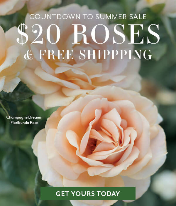 $20 Roses + FREE Shipping