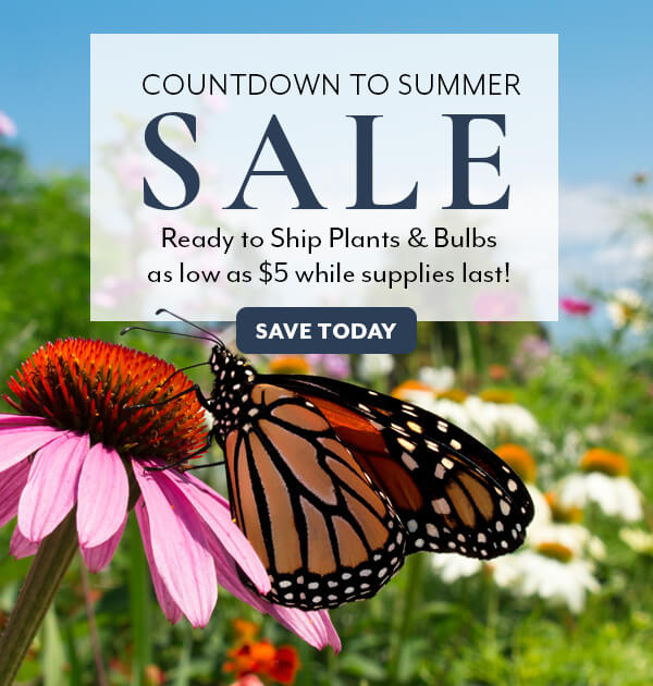 COUNTDOWN TO SUMMER SALE