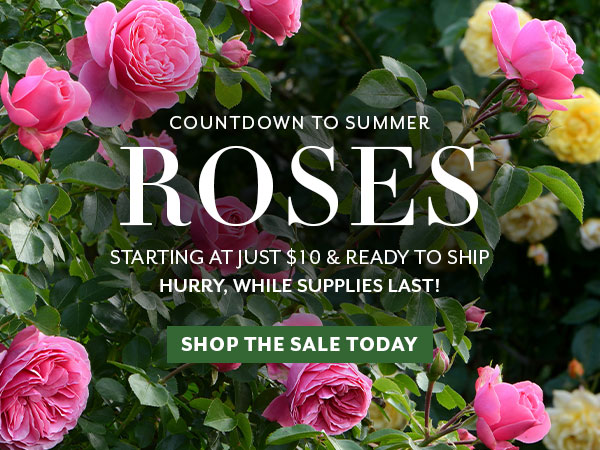 Countdown to Summer Sale