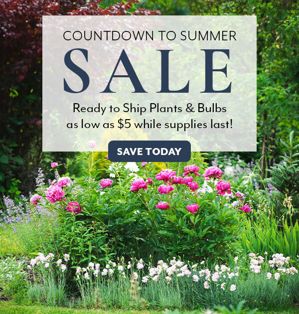 COUNTDOWN TO SUMMER SALE