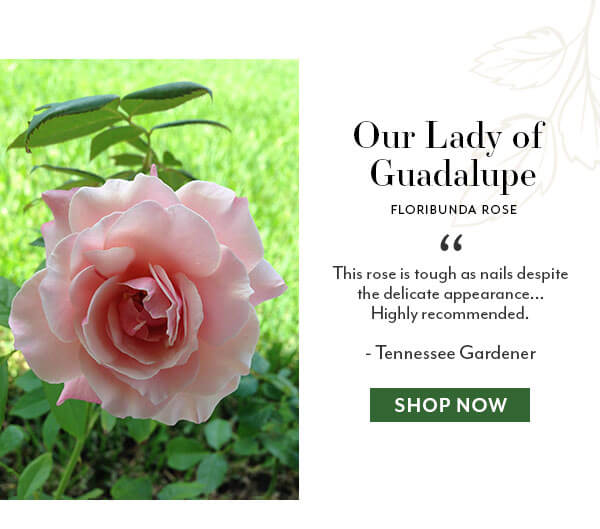 Our Lady of Guadalupe Floribunda Rose