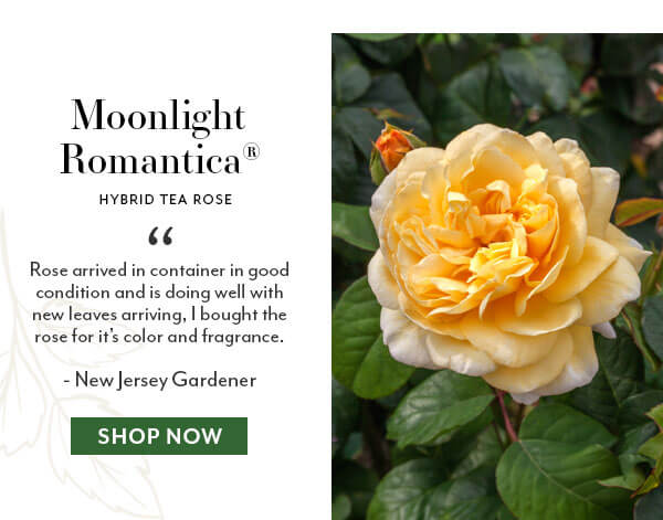 Moonlight Romantica Hybrid Tea Rose