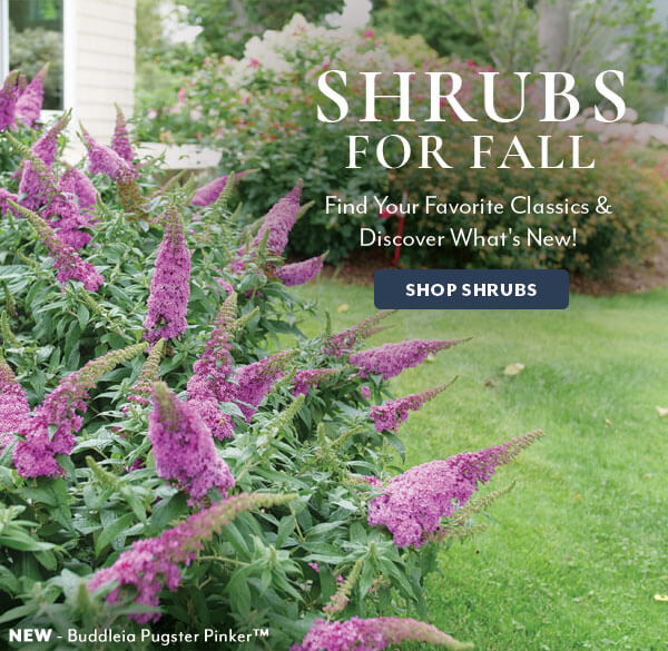 Shrubs For Fall