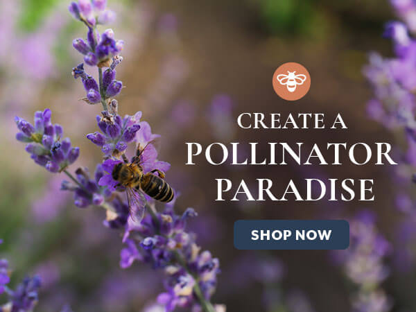 Pollinator Paradise with Butterfly Garden