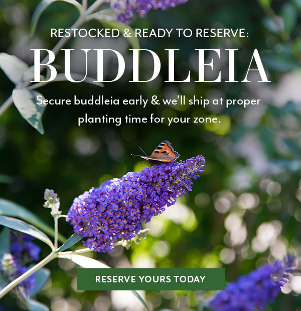Restocked & Ready to Reserve: Buddleia