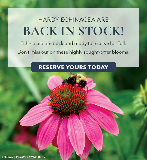 Echinacea are back in stock