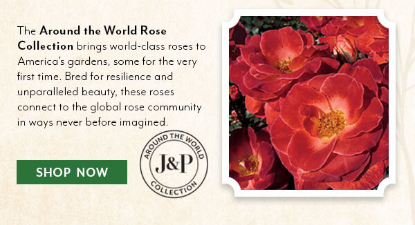J&P Roses Around the World Collection