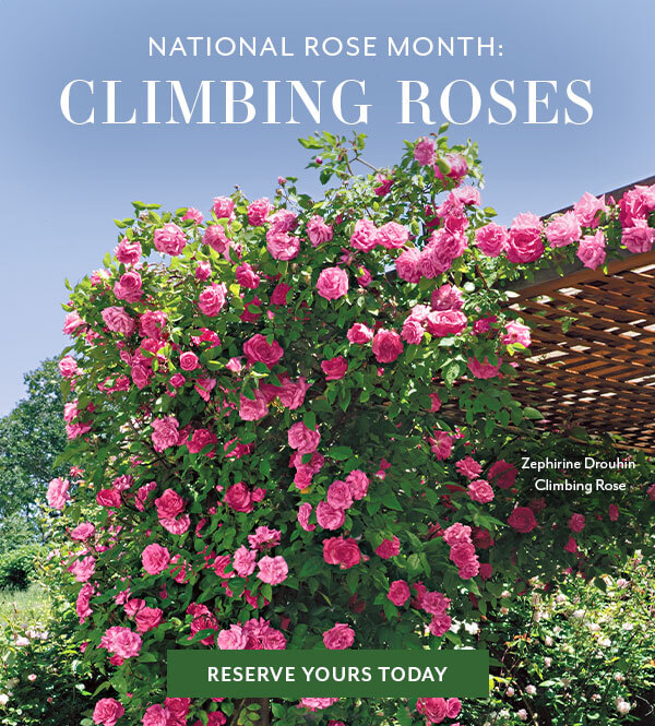 Climbing Roses