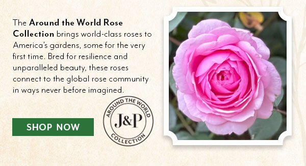 J&P Roses Around the World Collection