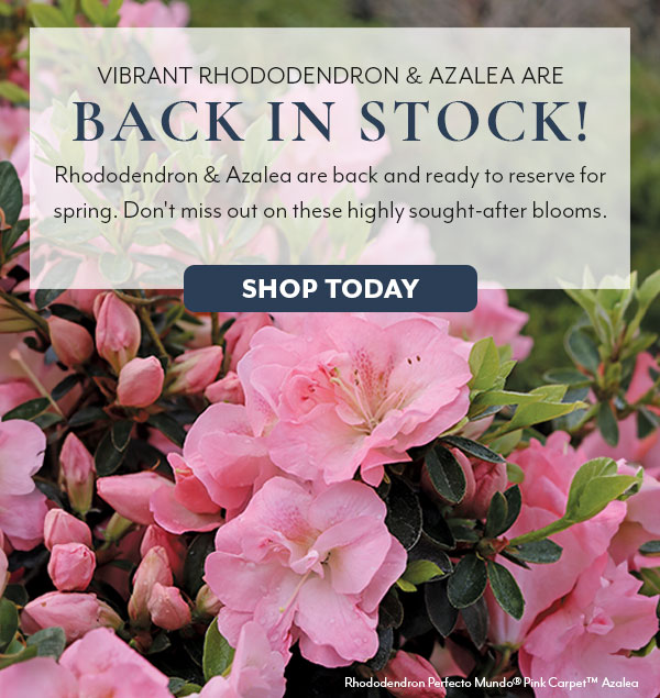 Rhododendron are back in stock