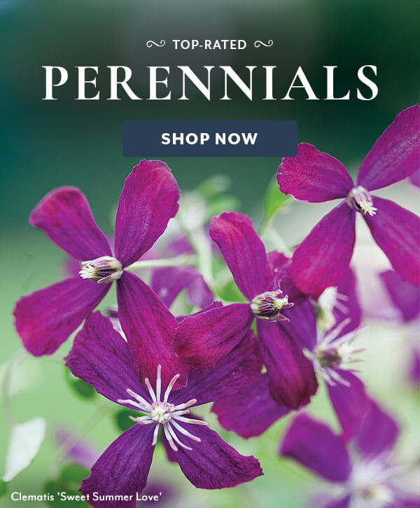Top-Rated Perennials