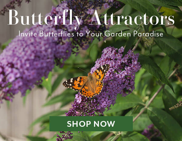 Butterfly Attractors