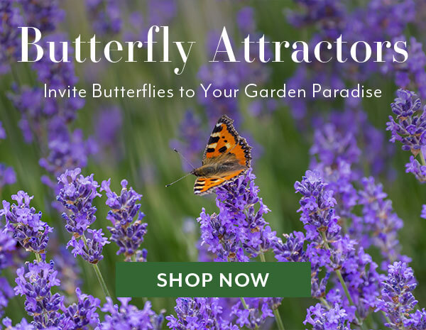 Butterfly Attractors