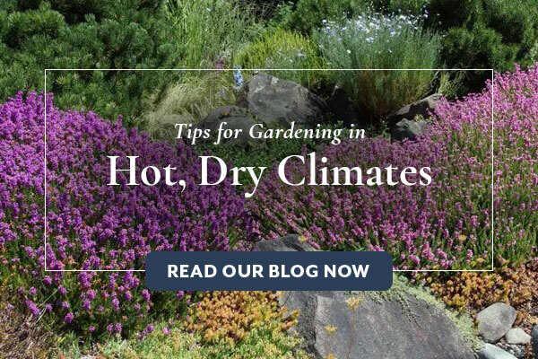Tips fFor Gardening in Hot, Dry Climates