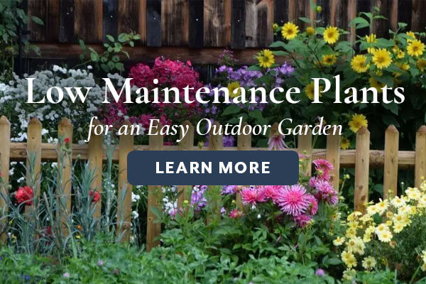 Low Maintenance Plants for an Easy Outdoor Garden