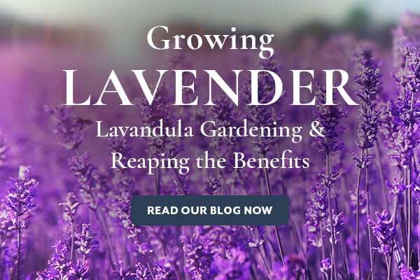 Growing Lavender Guide