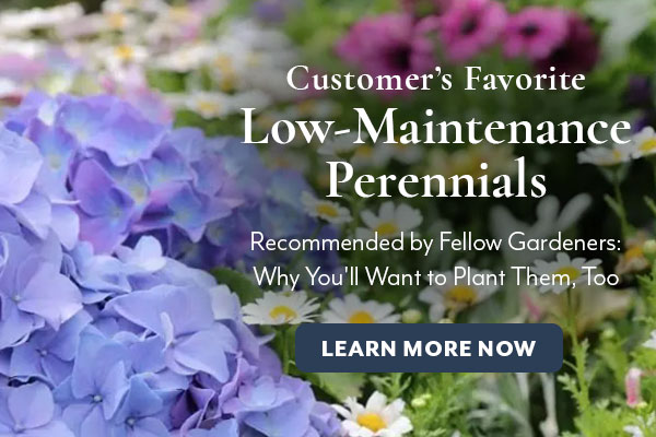 Low maintenance perennials