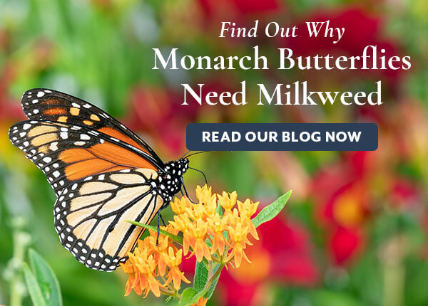 Milkweed for Monarchs