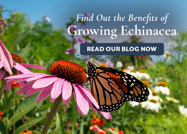 Echinacea Blog