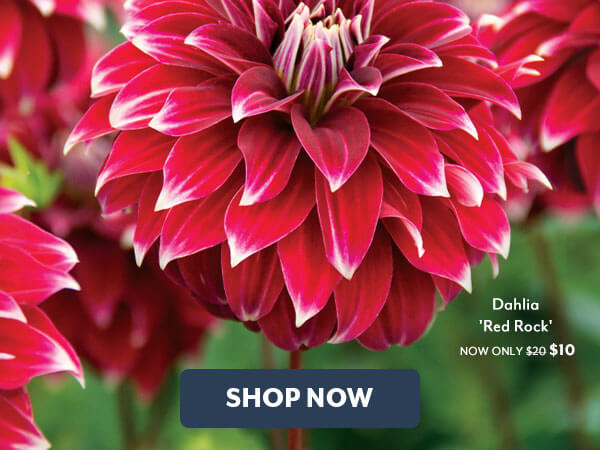 Over 170 Plants On Sale (as low as $10) for a limited time!
