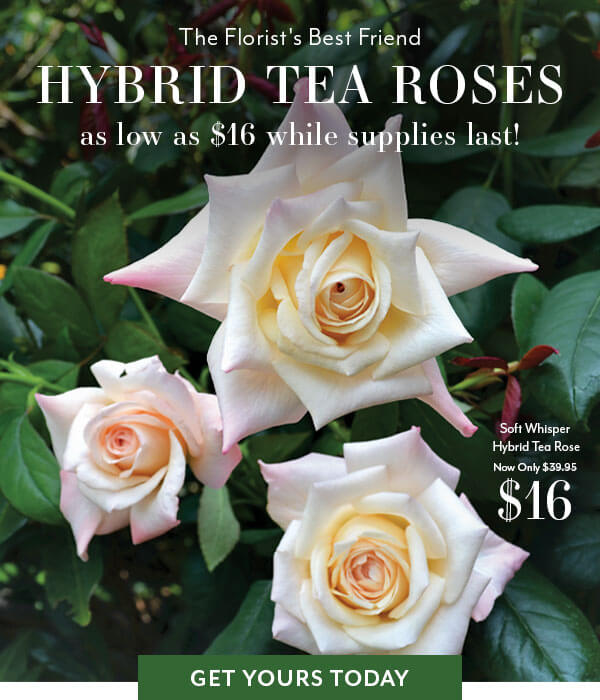 Hybrid Tea Roses