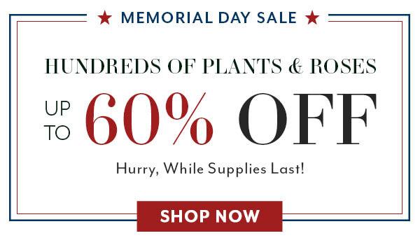 Memorial Day Sale Hundreds of Plants & Roses Up to 60% Off!