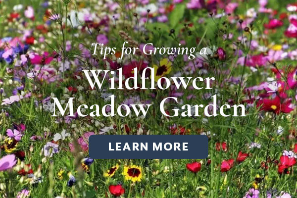 Growing a Meadow Garden