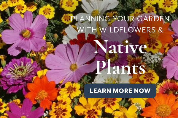 Native Plants Blog